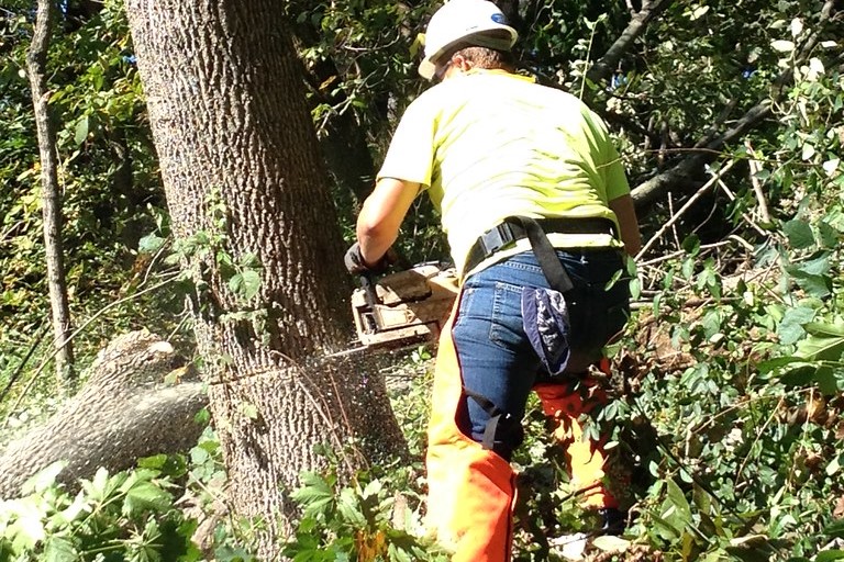 tree removal worker uses chainsaw