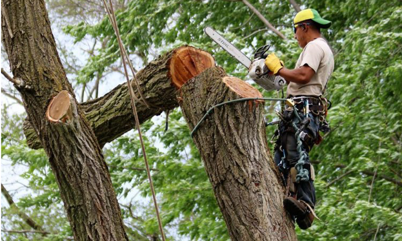 tree worker risk injury
